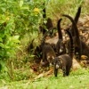 Nosal belohuby - Nasua narica - White-nosed Coati 0893